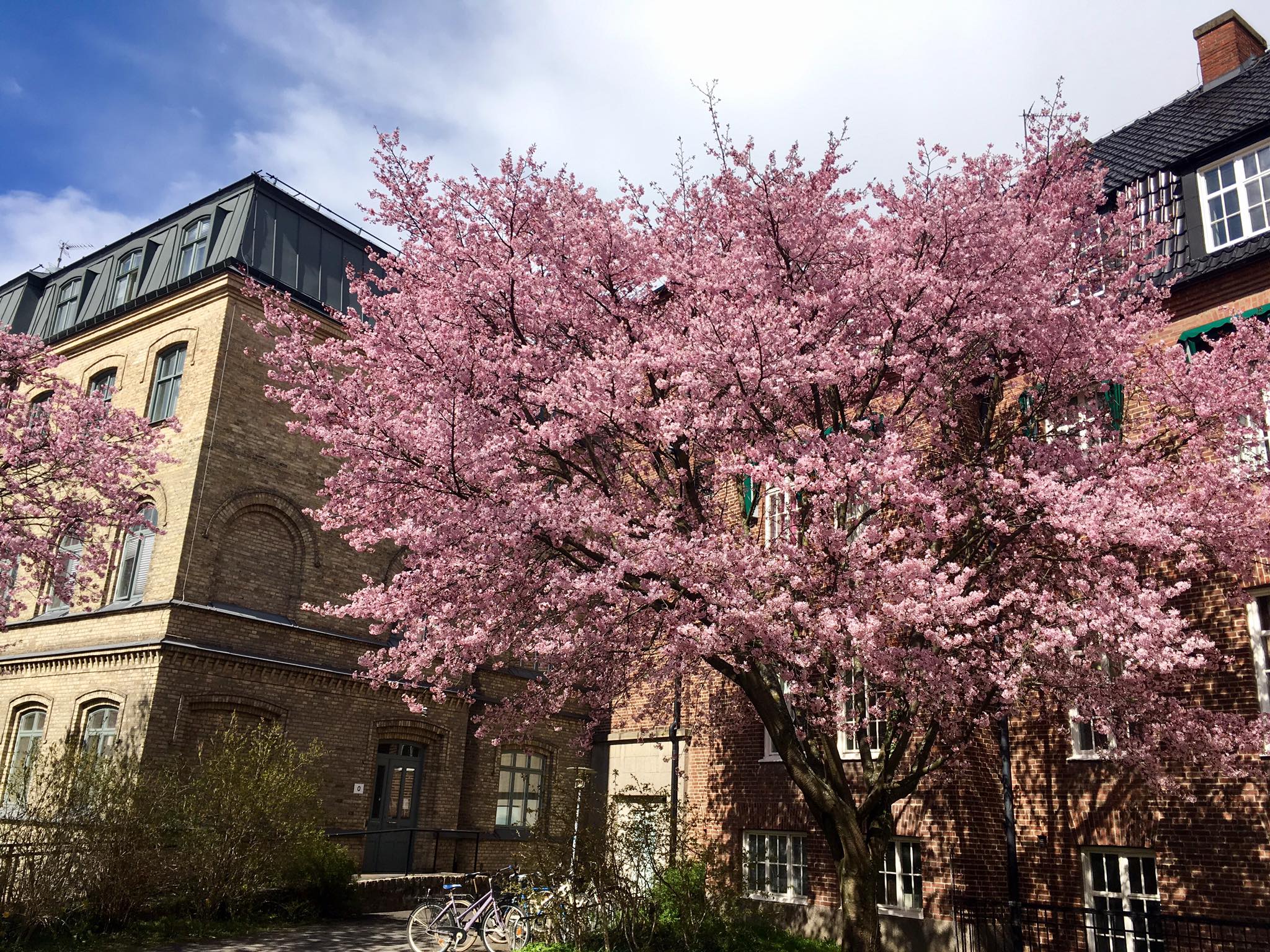 17973865_10158656161520094_2796637606709077310_o